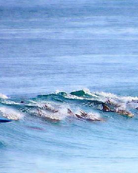 Dolphins