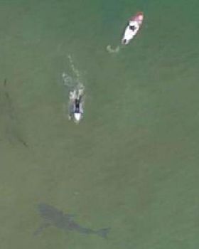 220914 shark2