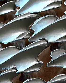Shark Skin