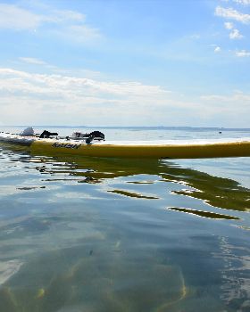 Stand Up Paddle