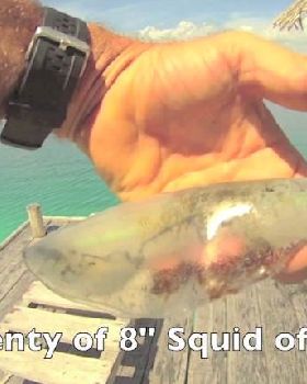 Squid