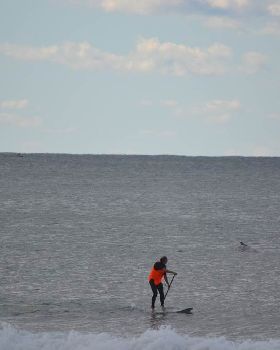 whale