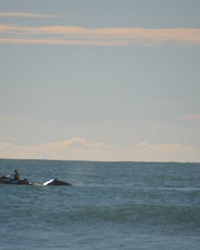 Scotts Head Whale