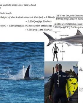 Shark shark shark