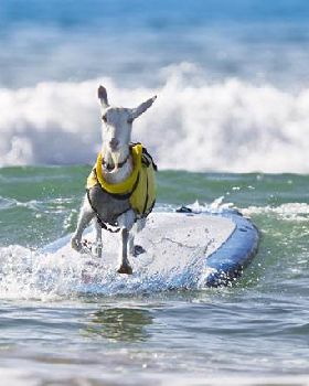 goatSurf6 2124655i