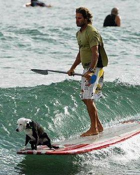 SCN010212SURFERDOGa fct1024x630x64 t620