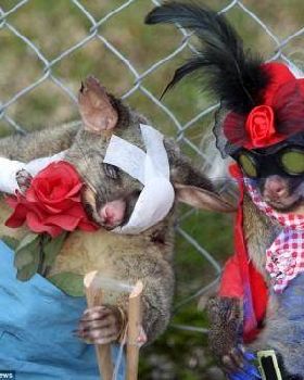 dead-possums21-550x366