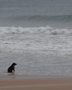 Surfing