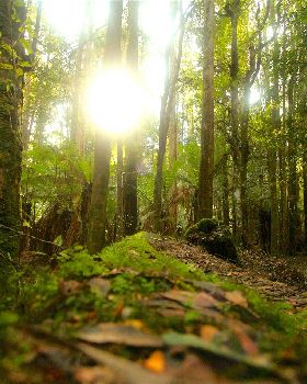 Tarkine Green