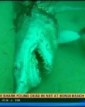 Shark