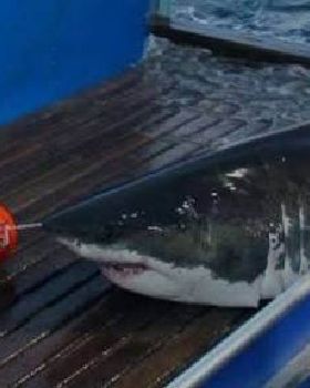 Shark