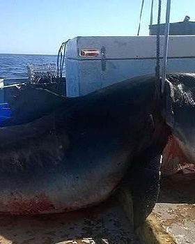 Shark