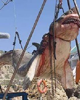 Shark