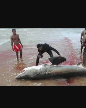 Shark