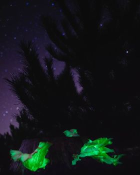 Enchanted forest-1