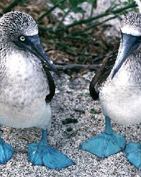 two-blue-footed-boobies