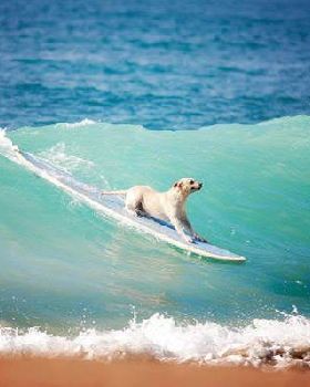 Surfing Dog 8