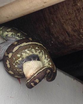 snake