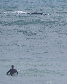 Whales and Surfers