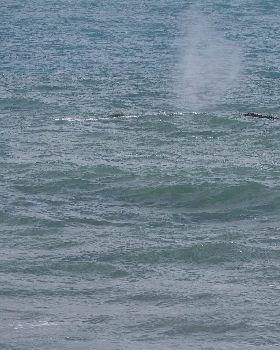 Whales and Surfers