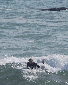 Whales and Surfers