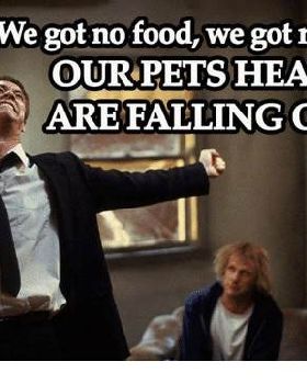 we-got-no-food-we-got-no-jobs-our-pets-5360295