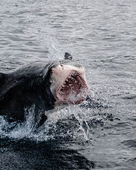 angry shark