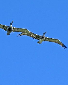 two-pelicans-flying