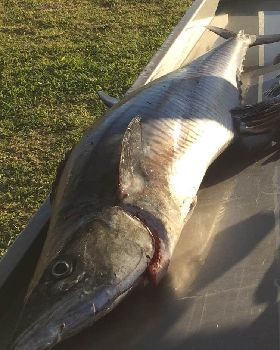 Fish