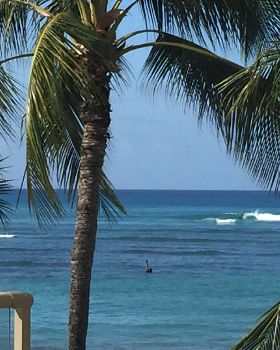 Surfing