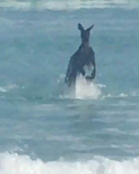 Surfing
