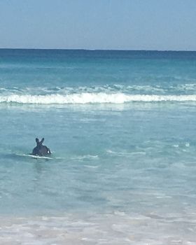 Surfing
