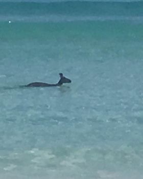 Surfing