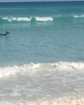 Surfing
