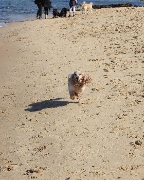 Surfing