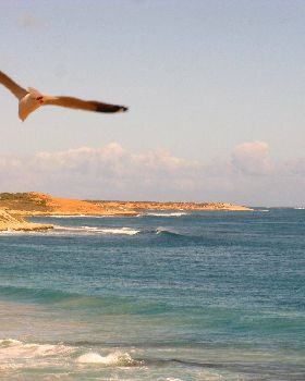 Bullbari gull