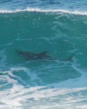 Surfing