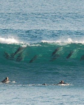 Dolphins