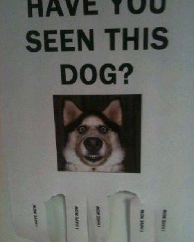 Doggie