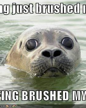 funny-pictures-brushed-seal-leg-panic