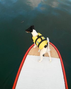 Surfing