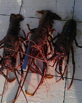 crays