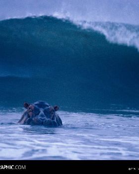 surfing-hippos-755896-lw[1]