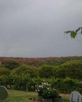 thebackyard