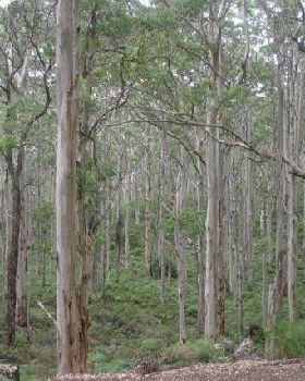 lotsoftrees
