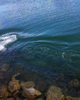 Mindarie shark