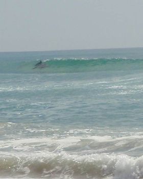 Dolphins