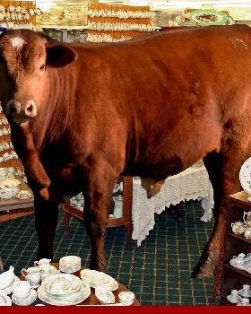 A-Bull-in-a-China-Shop-57223