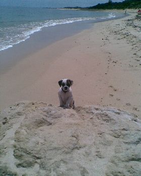 No waves! buy a dog!