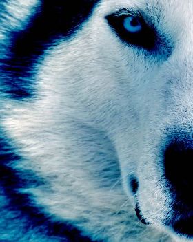 winter wolf by ice grip
